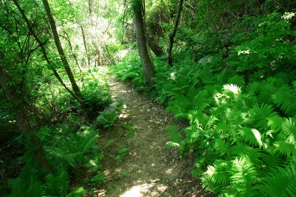 용담댐 감동벼룻길의 여름 풍경