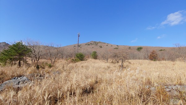 바짝 마른 사자평의 갈대들