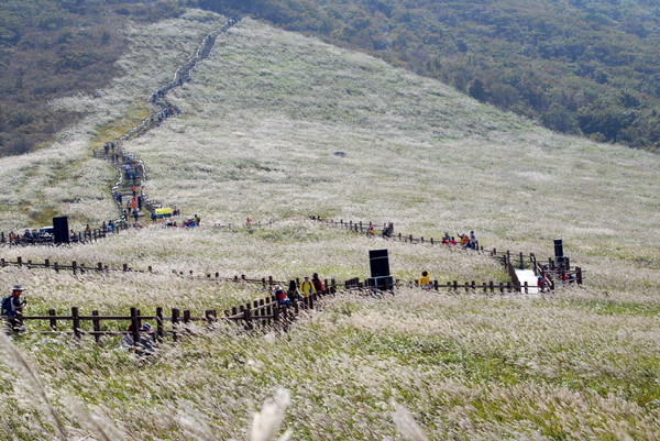영남알프스 신불산 억새숲
