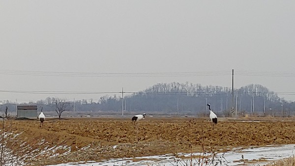 [철원 평화누리길 1코스 금강산길] 천연기념물 202호 두루미의 자태