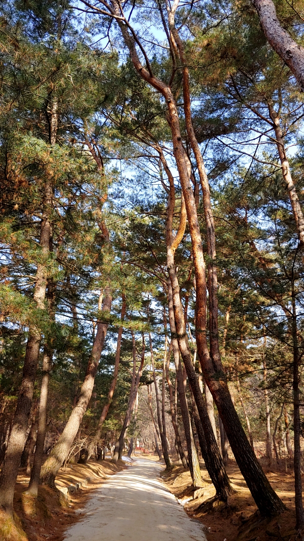 걷다보면 그 고요함 속에서 숲의 싱그러움에 취하게 된다.