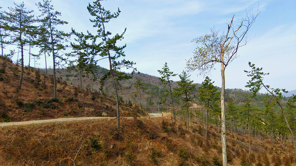달마산을 향하는 임도의 풍경 (남파랑길 89코스)