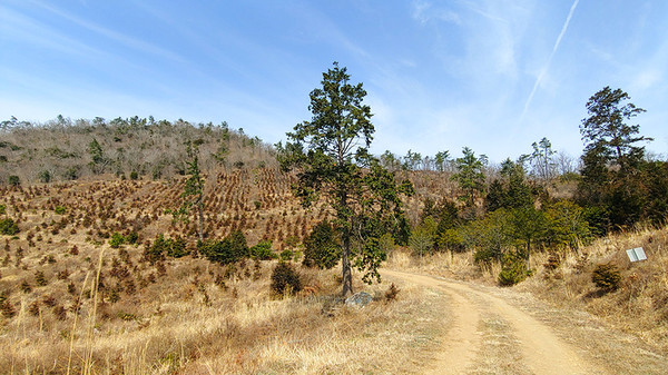 달마산을 향하는 임도의 풍경 (남파랑길 89코스)