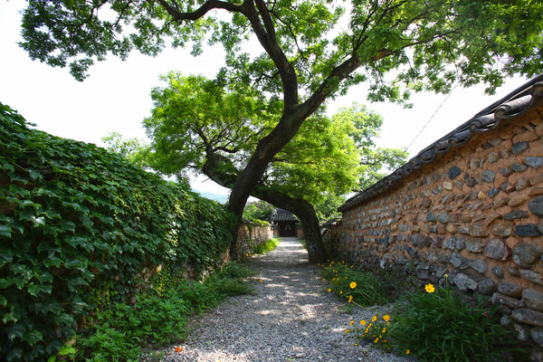 산청 남사예담촌 회화나무와 옛 담장