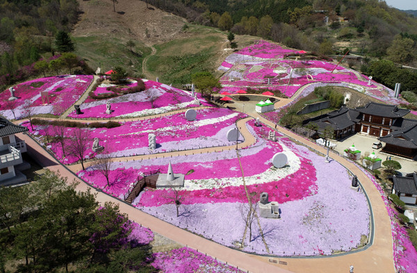 산청 생초국제조각공원 꽃잔디