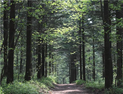 대관령 숲길 (사진제공 산림청)