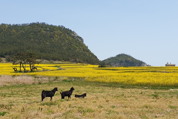 진도 관매도 풍경 (사진제공 전라남도청)