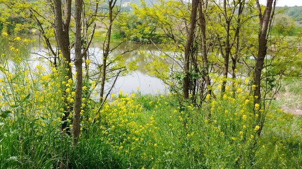 자연조성된 유채꽃밭 사이로 강물이 흐른다.
