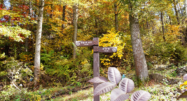 태백시, 태백고원 700 산소길. 태백시 제공