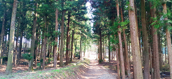 장흥군, 정남진 편백숲 우드랜드. 장흥군 제공