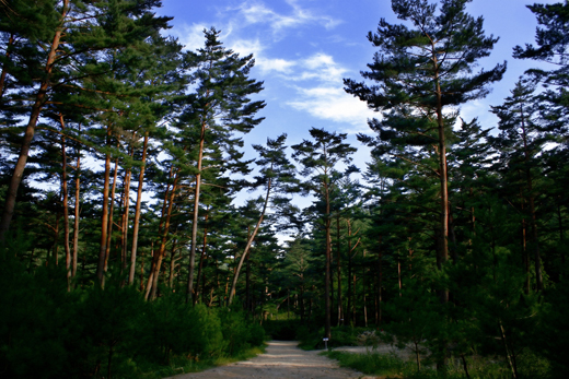 울진 금강소나무숲길. 산림청 제공