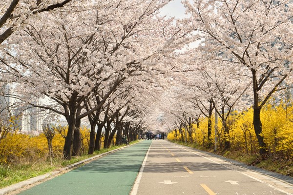송파둘레길 벚꽃. 송파구 제공