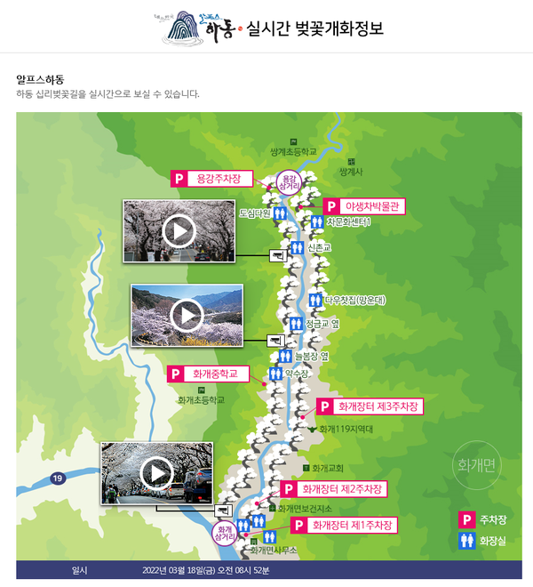 하동군, 십리벚꽃길 벚꽃개화 실시간 서비스. 하동군 제공