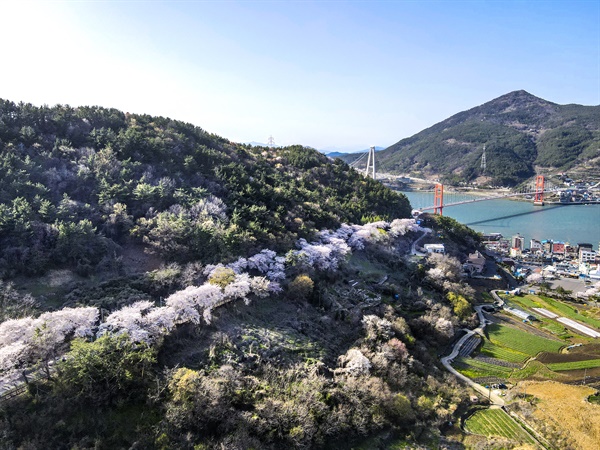 남해군, 노량 벚꽃. 남해군 제공