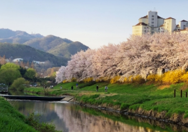 서초구, 양재천 벚꽃길. 서초구 제공