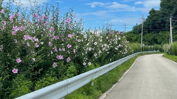 완주군, 무궁화100리길. 완주군 제공