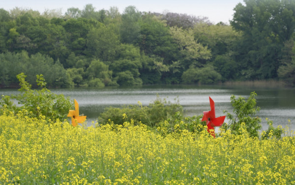 익산시, 신흥공원 유채꽃밭. 익산시 제공