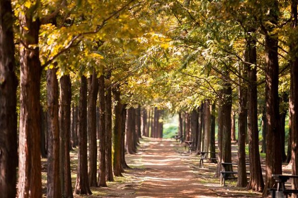 서울시, 월드컵공원 메타세콰이아길. 서울관광재단 제공